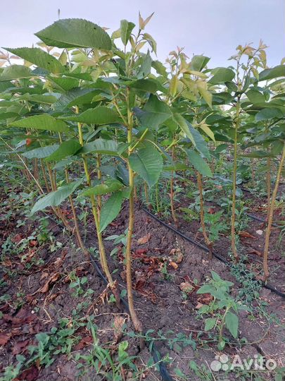 Саженцы в ассортименте