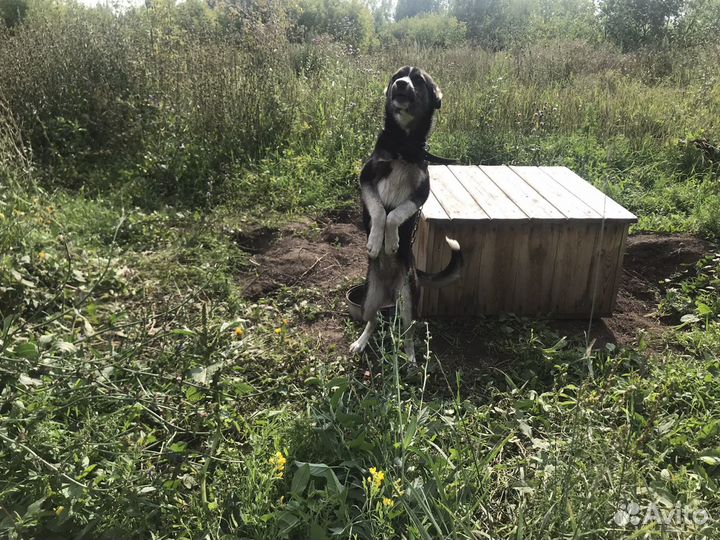 Собака маленькая