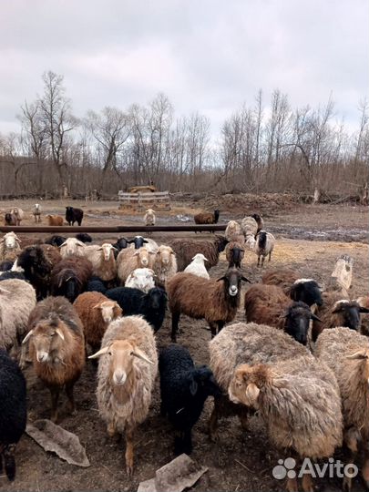 Курдючные бараны овцы