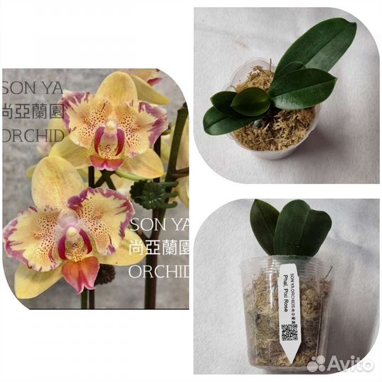 Орхидея Фаленопсис бабочка