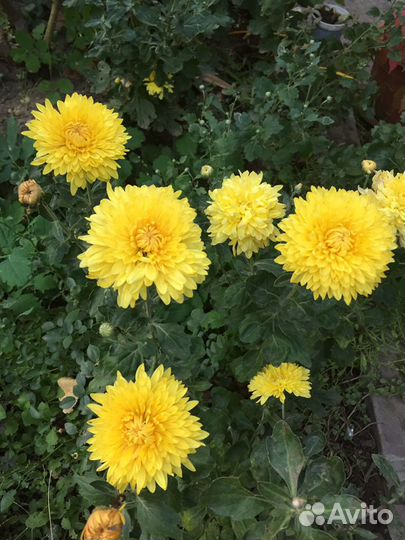 Хризантемы мультифлора, корейские