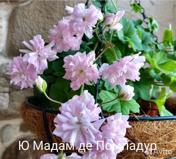 Пеларгония герань срезы