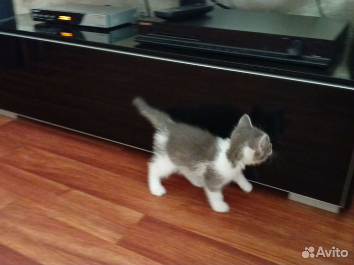 Котенок