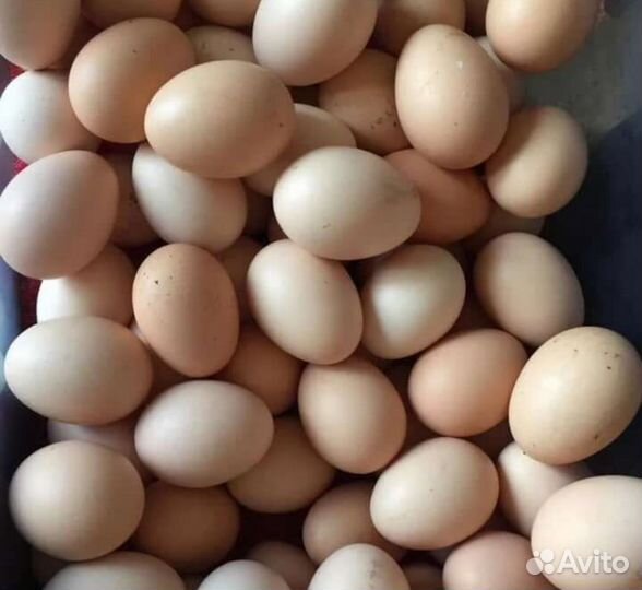 Яйца для инкубации