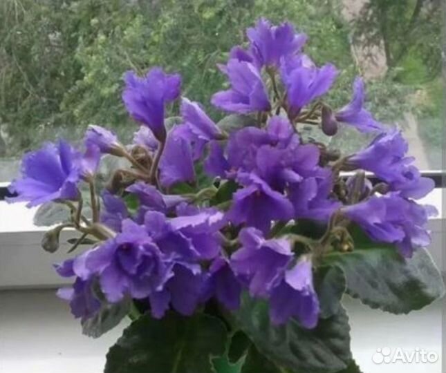 Цветы комнатные