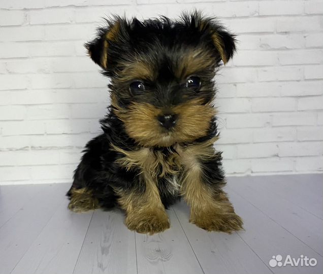 Йоркширский терьер мини девочка