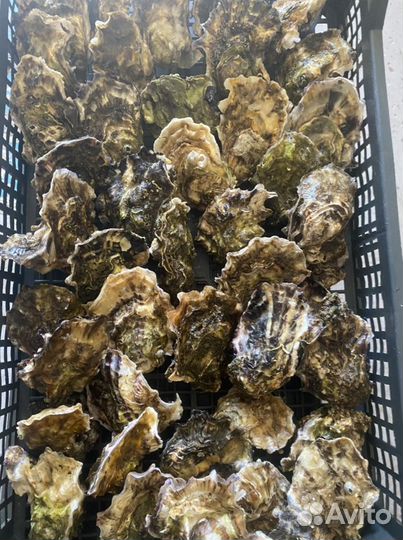 Устрицы оптом
