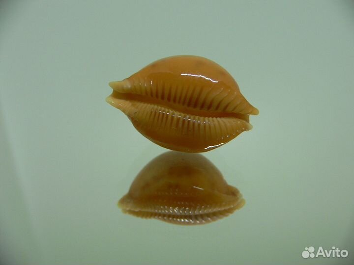 Морская раковина - Cypraea globulus globulus