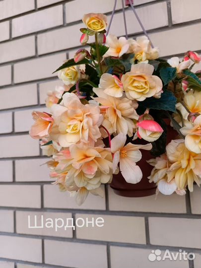 Бегония ампельная вегетативная