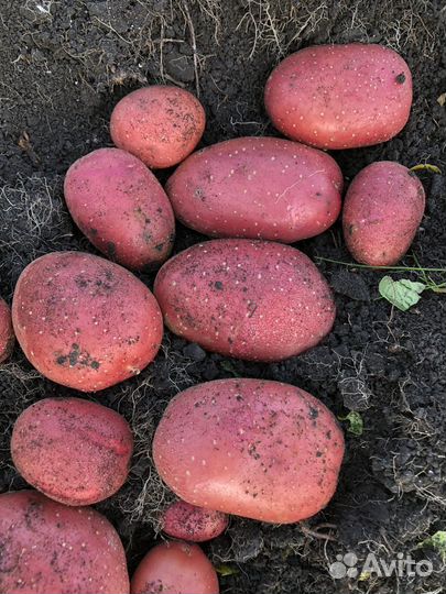 Продовольственныйп картофель