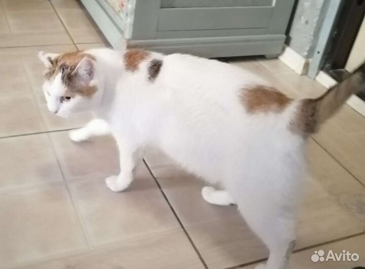 Кошка в дар