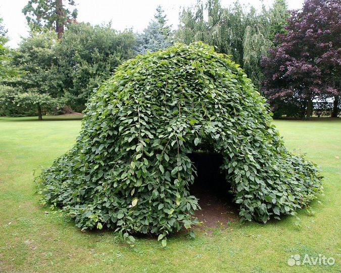 Яблоня, шелковица, верба плакучая