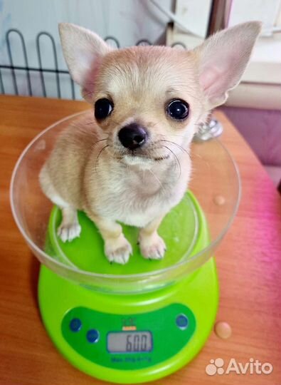 Щенок мини, девочка