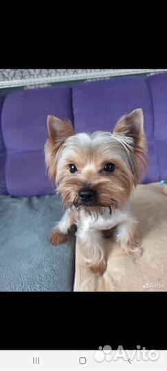 Йоркширский терьер вязка