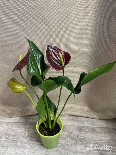 Антуриум черный