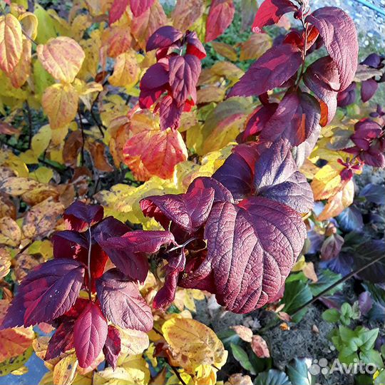 Спирея саженцы