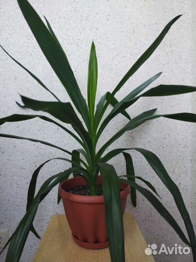 Спатифиллум, Пальма юкка