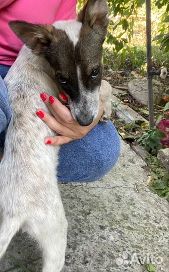 Маленькая собака в добрые руки бесплатно