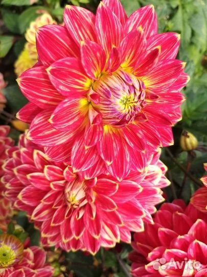 Георгины клубни