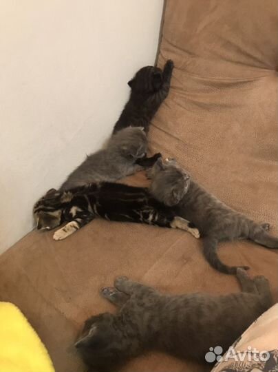 Шотландские котята