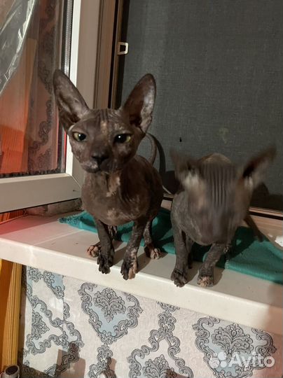 Канадский сфинкс