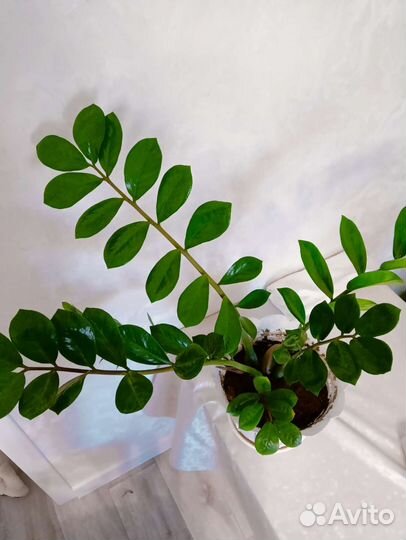 Замиокулькас