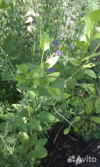 Декоративные кусты