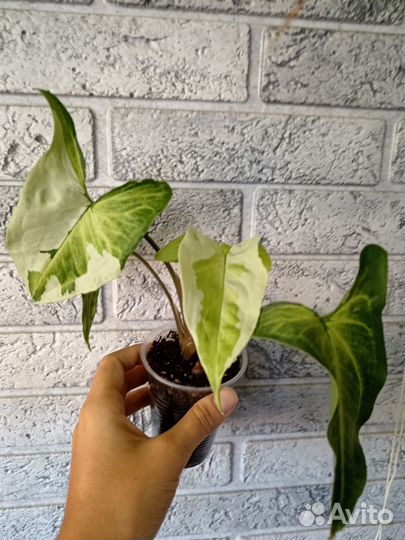 Сингониум Жаде и Конфетти