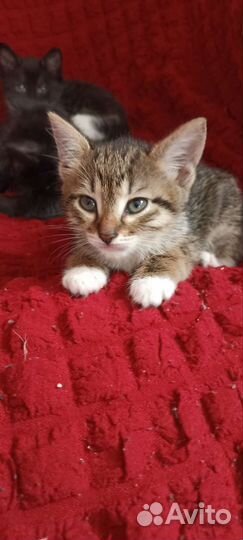 Котята (мальчики и девочки) от кошки мышиловки