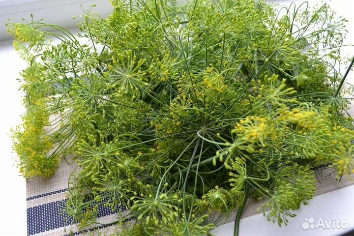 Деревенский укроп,хрен