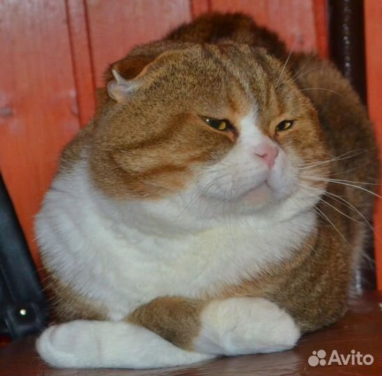 Мраморные золотые котята