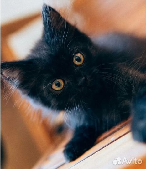 Котята, стерилизую