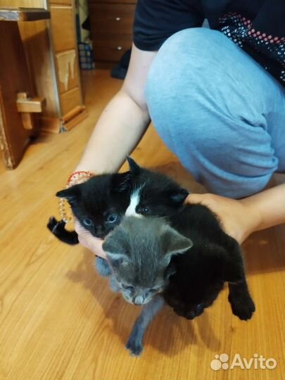 Кошка в дар