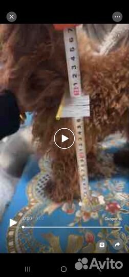 Тикап тедди пудель китай