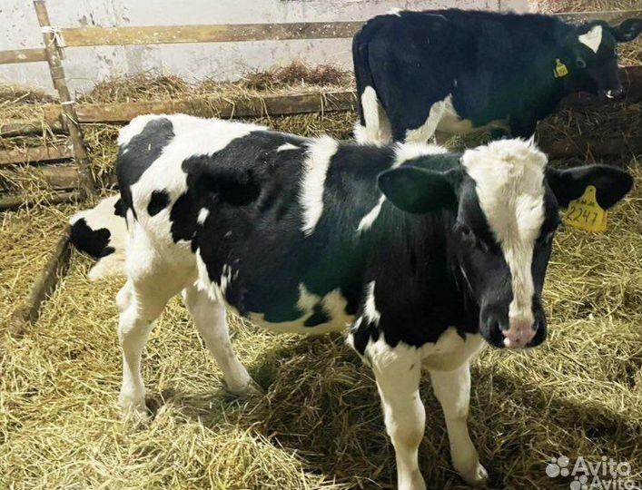 Телята бычки