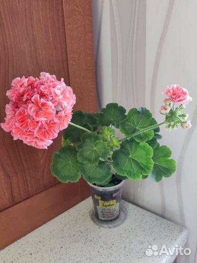 Пеларгония герань