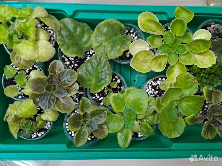 Детки сортовых фиалок