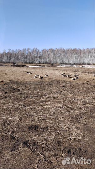 Инкубационное яйцо гусей