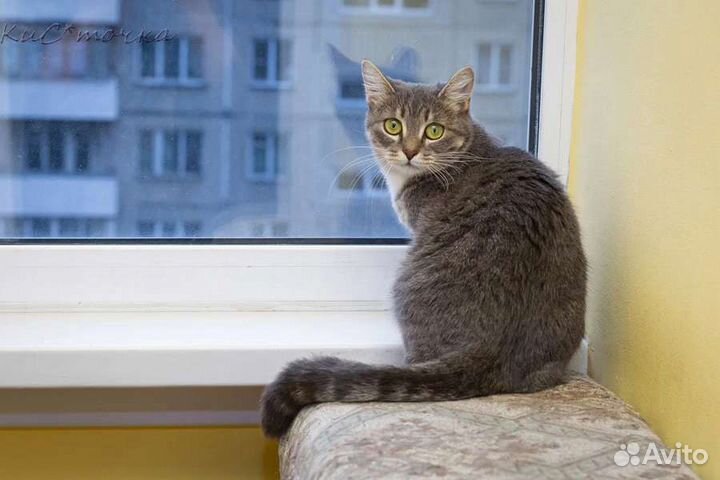 Сестренки кошки в добрые руки