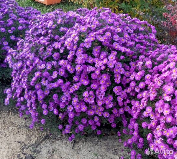 Астра новоанглийская- зарезервирована