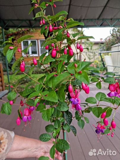 Фуксия на штамбе