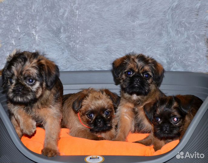 Брюссельский гриффон