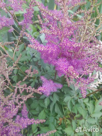 Астильба саженцы