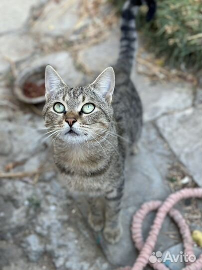 Кот в добрые руки