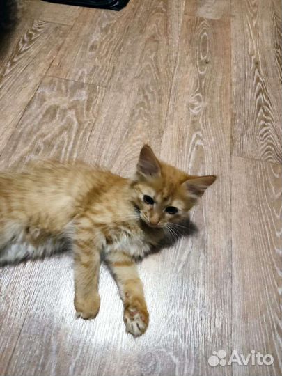 Кошка в дар