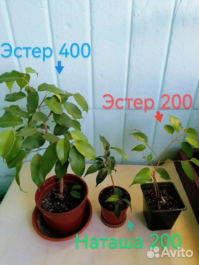 Фикус Бенджимина Эстер
