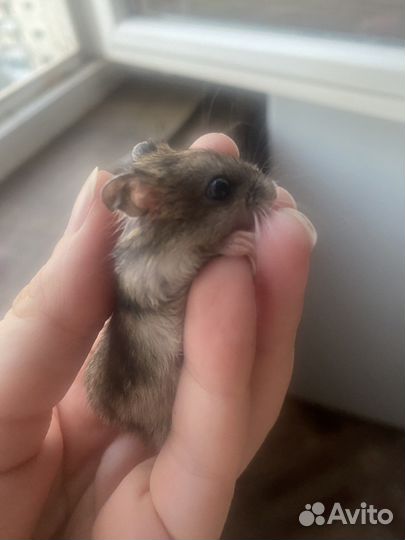 Джунгарский хомяк