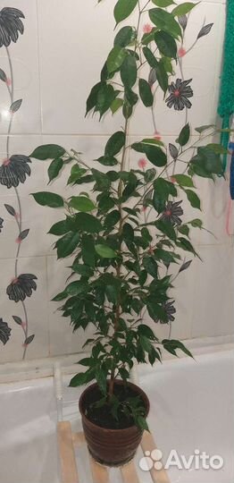 Драцена душистая, фикус, финиковая пальма