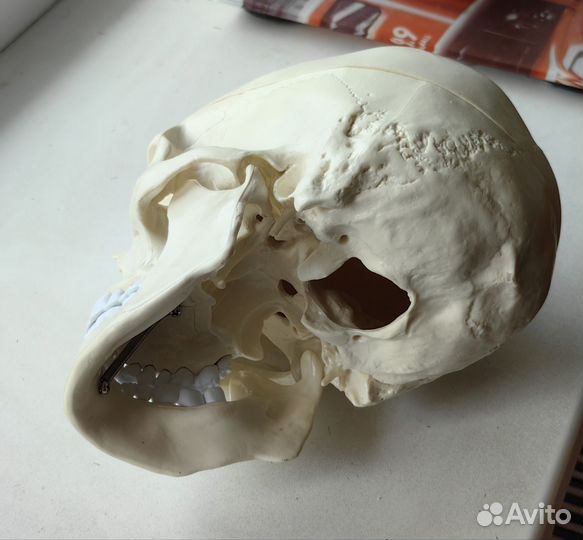 Анатомический череп