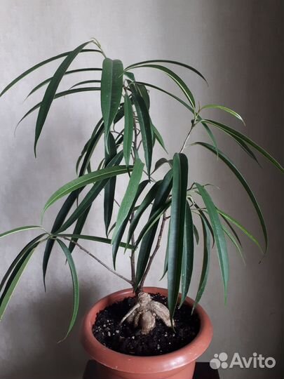 Фикус Биннендийка Али